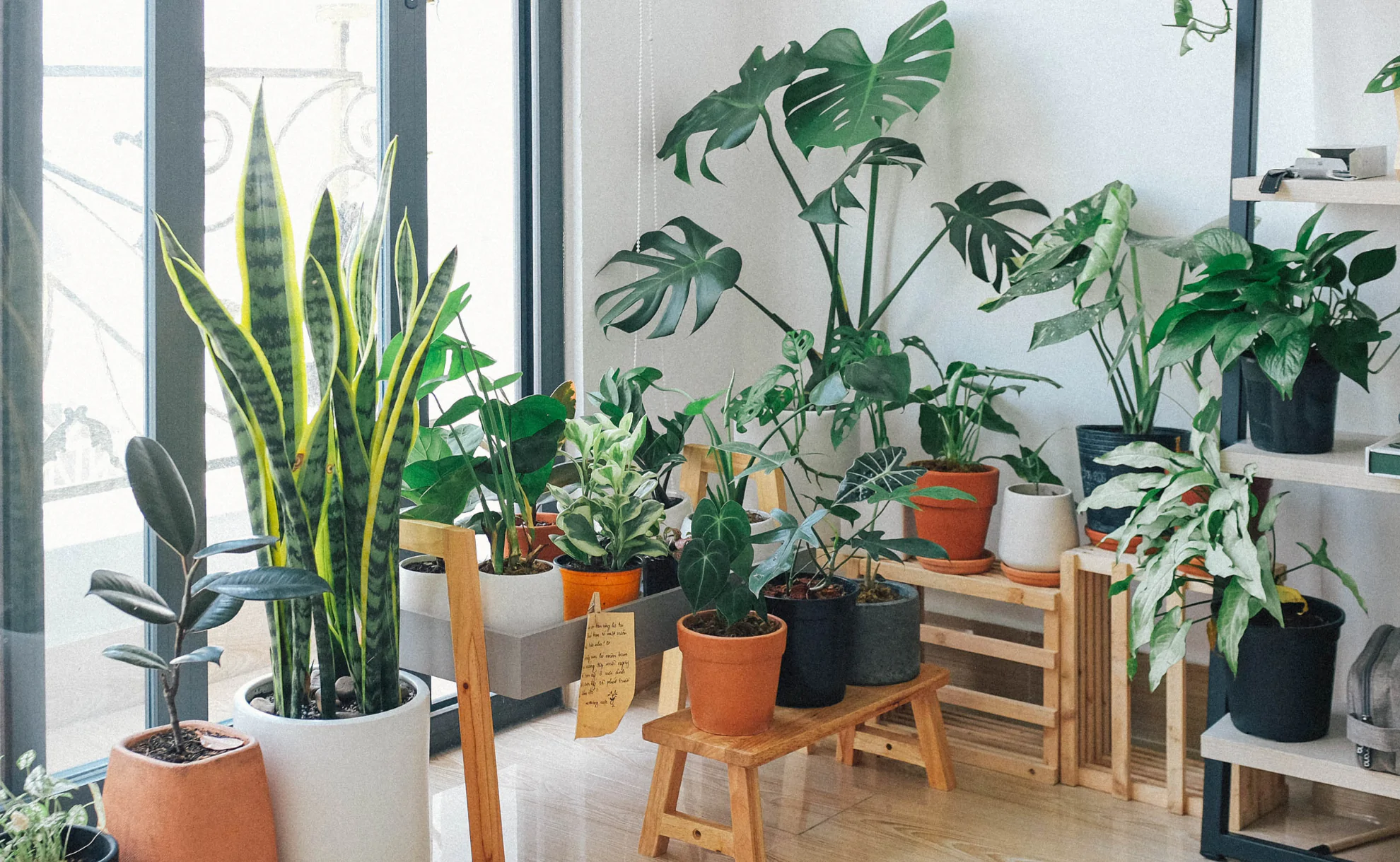piante in casa per depurare l'aria